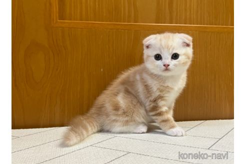 成約済の茨城県のスコティッシュフォールド(折れ耳)-91735の3枚目